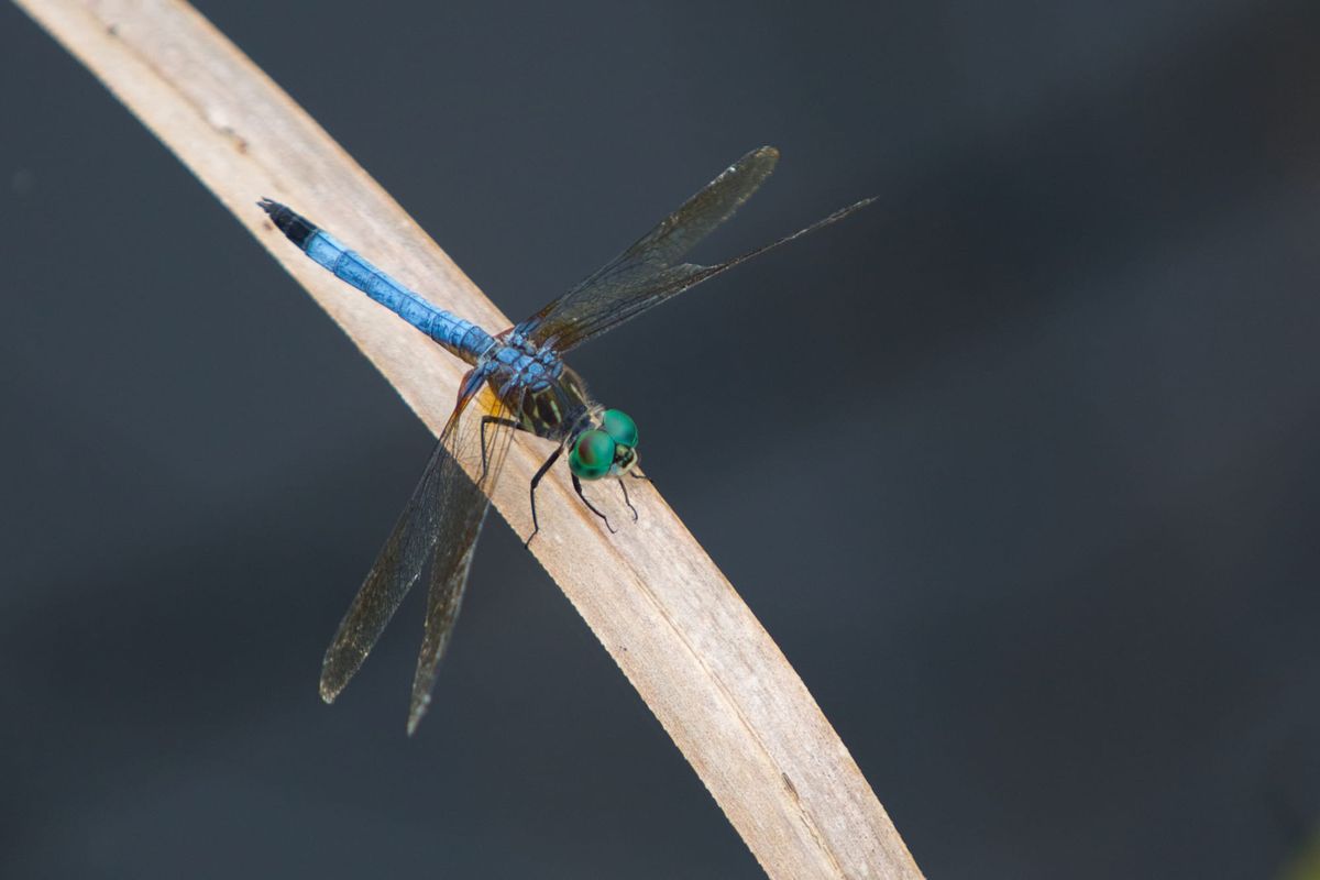 Bugs of the Everglades