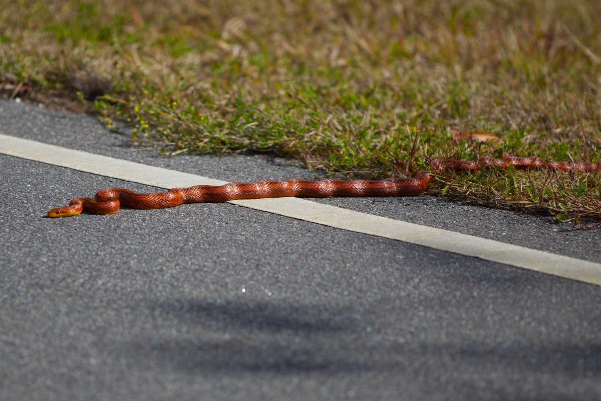 The week ending February 8