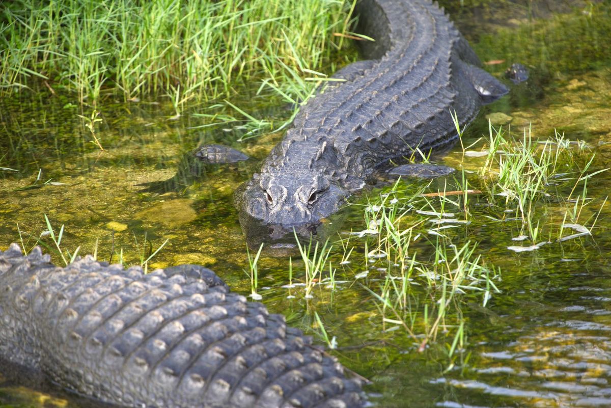 Alligator Alcatraz  and the Fourth of July: Week ending July 4