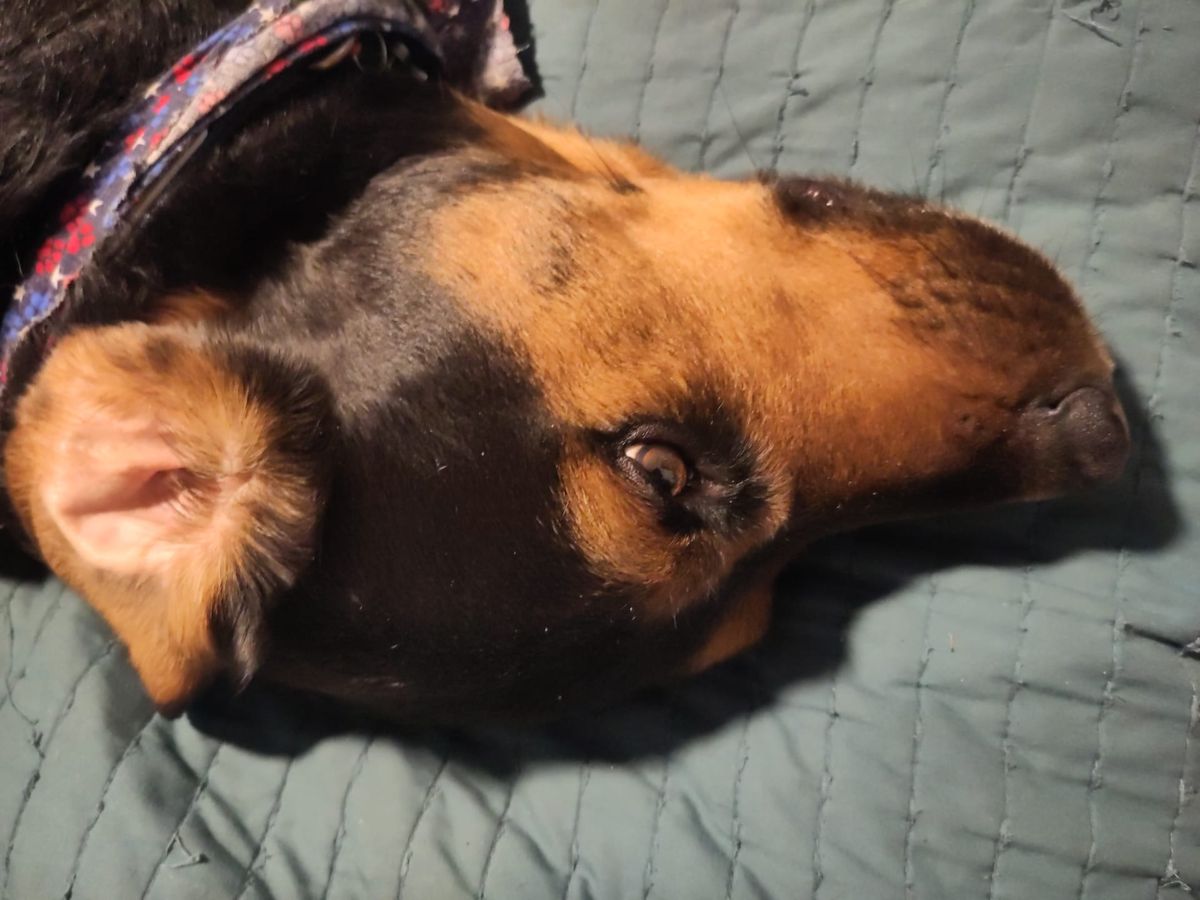 Bear the History Hound is sick Week ending September 19, 2025