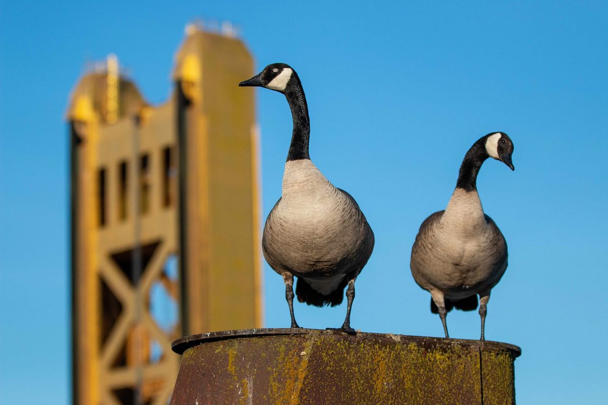 California isn't liberal, y'all