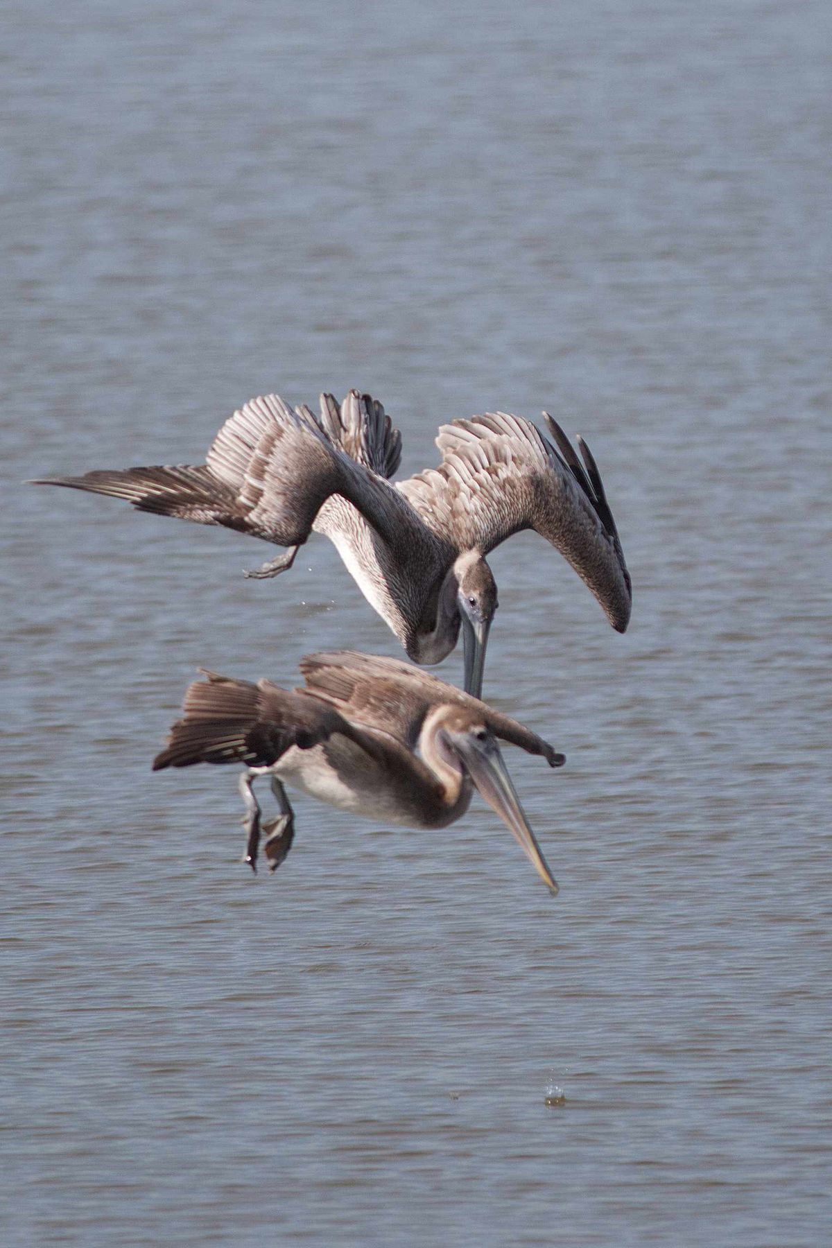 Florida is a mountain of guano left by a flock of birds