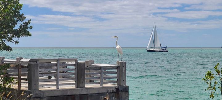 A bird stands on a fishing wharf looking out onto a placid Atlantic Ocean. A sail boat passes in the background.