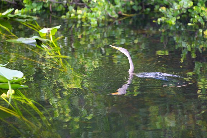Birds of the Everglades