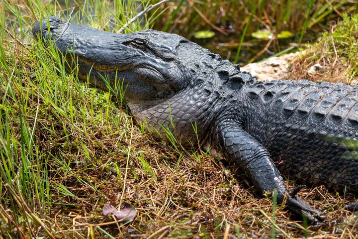 Florida gators and other reptiles of the Everglades