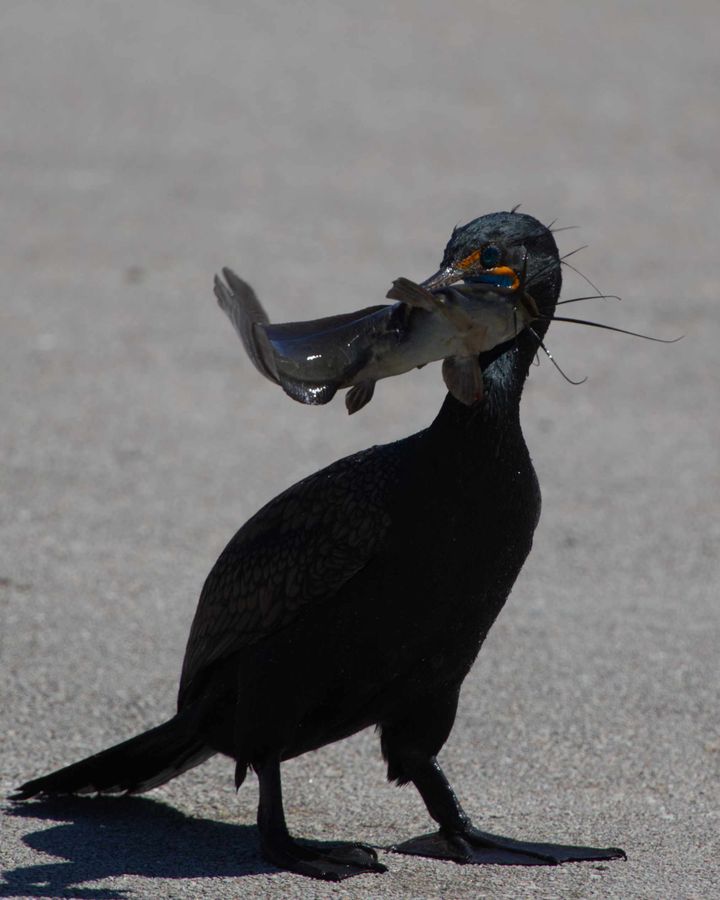 Do you ever feel like you've been catfished? February 28, 2025