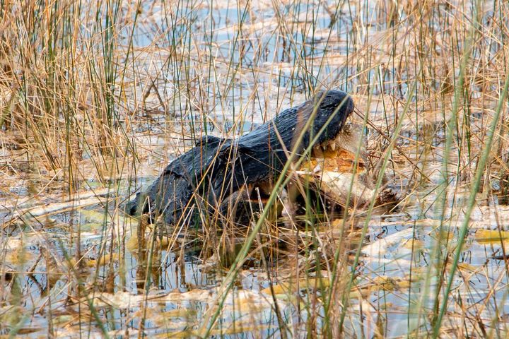 Rant on the Press: The Atlantic Agenda