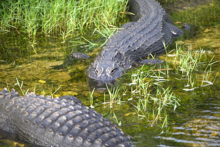 Alligator Alcatraz  and the Fourth of July: Week ending July 4