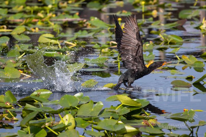 A respite: Week ending July 11, 2025