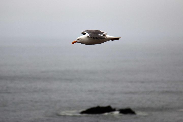 Week ending August 15, 2025