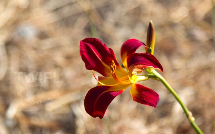 California Dreaming: Week ending August 8, 2025