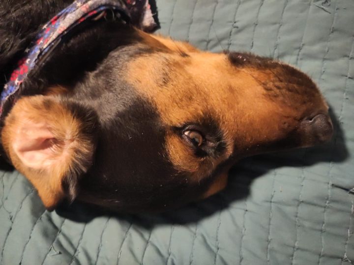 Bear the History Hound is sick Week ending September 19, 2025