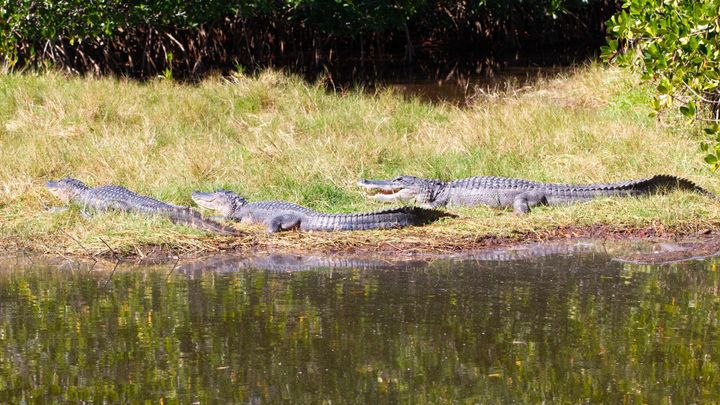 Prayer vigils, fear and birds in Florida: the week ending January 16, 2026