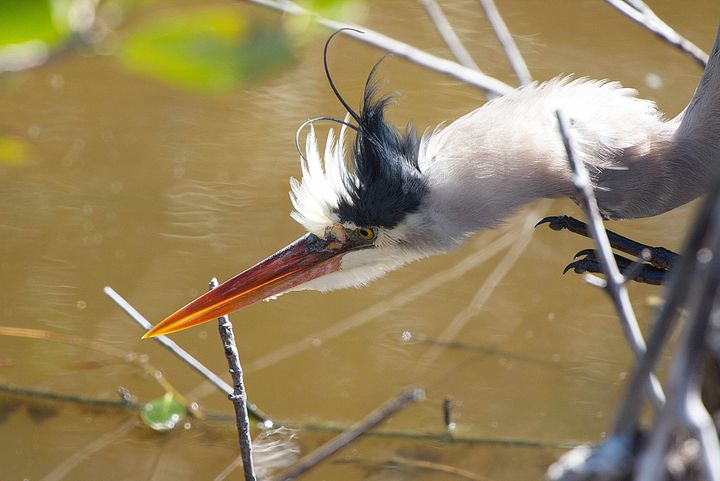 The Everglades--where I go for hope
