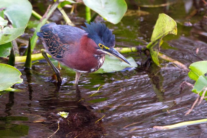 Early March in Everglades National Park