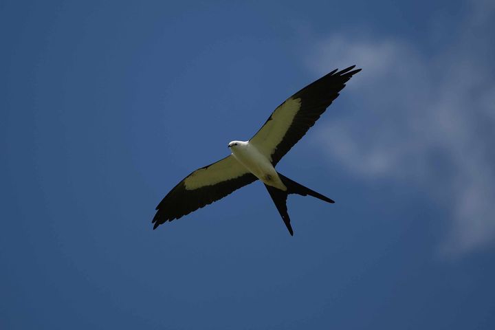 A long time coming...TWIFL is back on schedule?