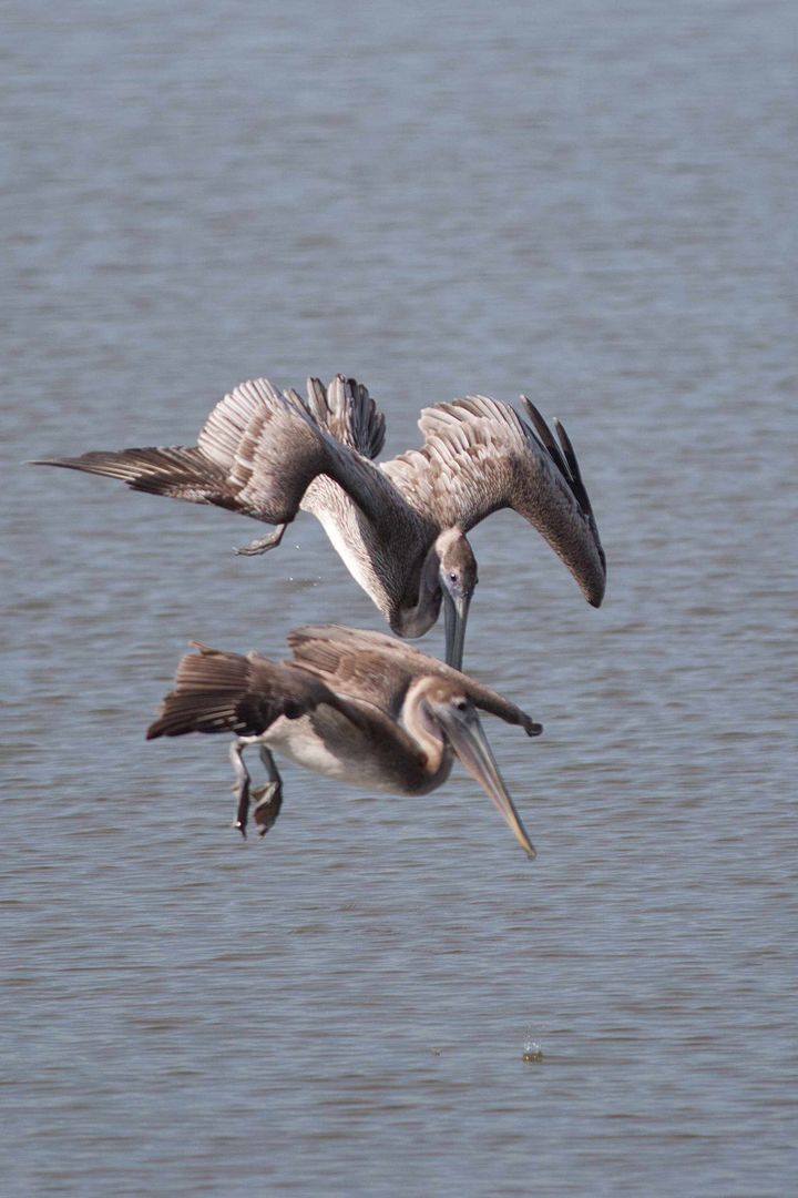 Florida is a mountain of guano left by a flock of birds