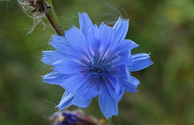 Racconti rurali - La cicoria