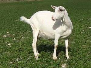 Racconti rurali - Il castrino, gli Hunza