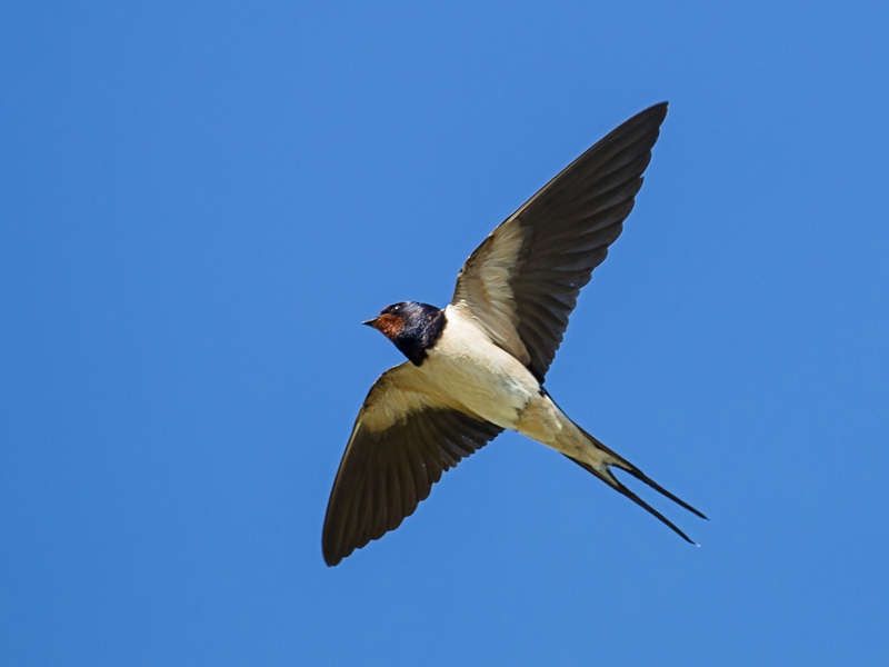 Racconti rurali - Le mosche