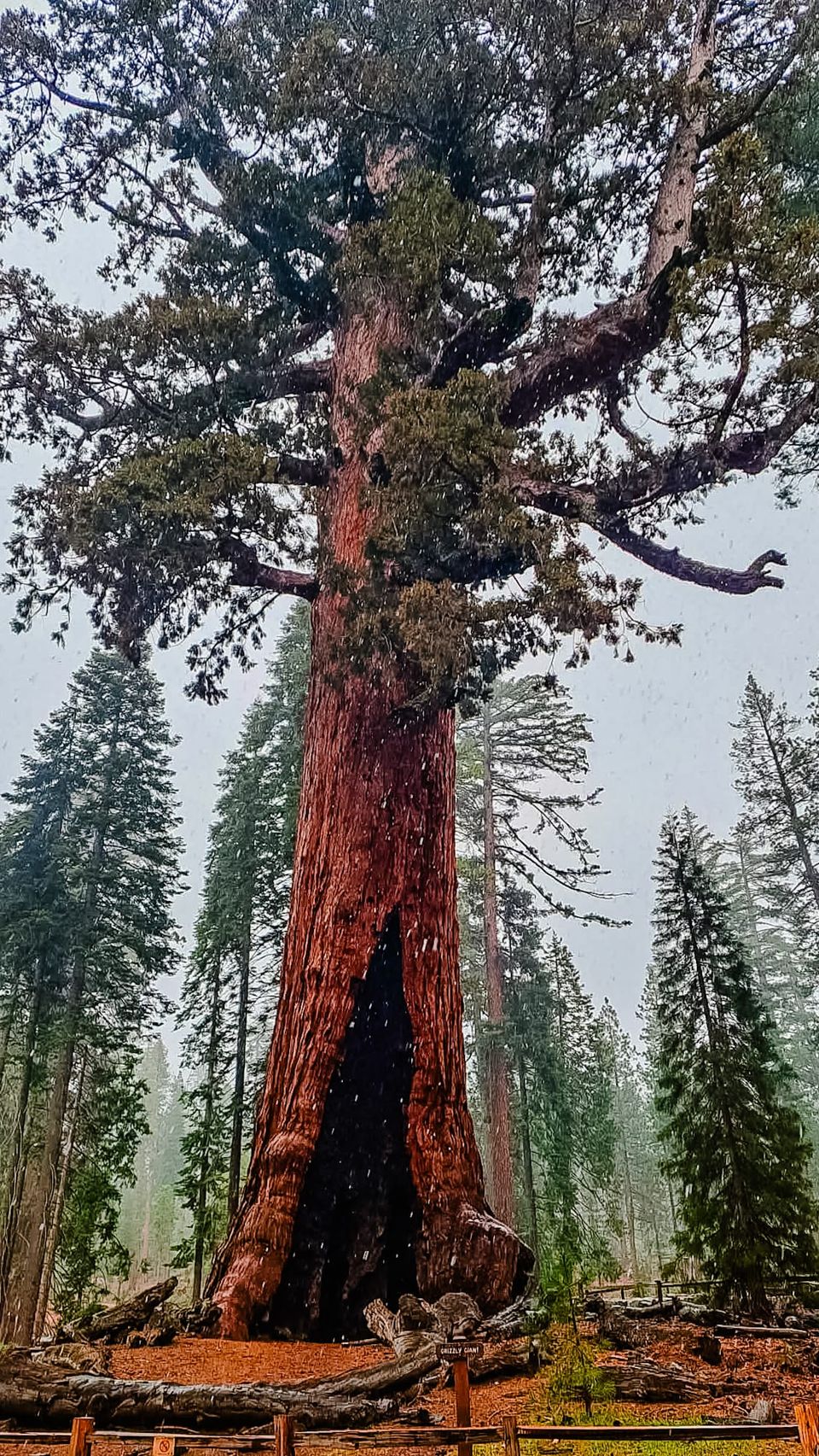 Dispatches from the Coast · No. 4 Yosemite, Day Two: The Grove That Tried to Turn Us Around