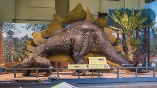 Museum of the Earth seeks donations to pay mortgage amid deep financial woes