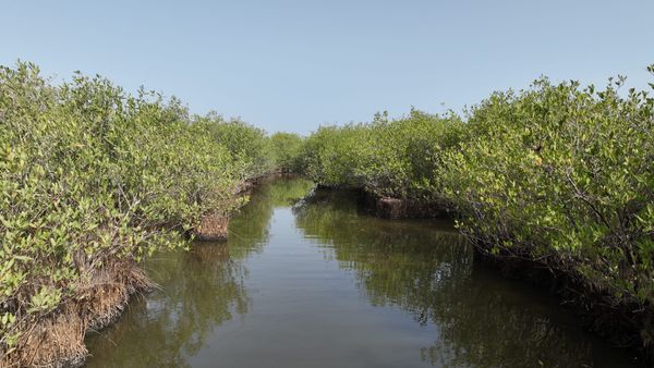 Fragilidade institucional agrava vulnerabilidade climática da Guiné-Bissau, alerta a chefe do PNUD-Ambiente