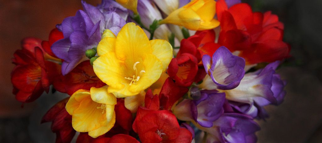Freesias....Fragrant and Beautiful!