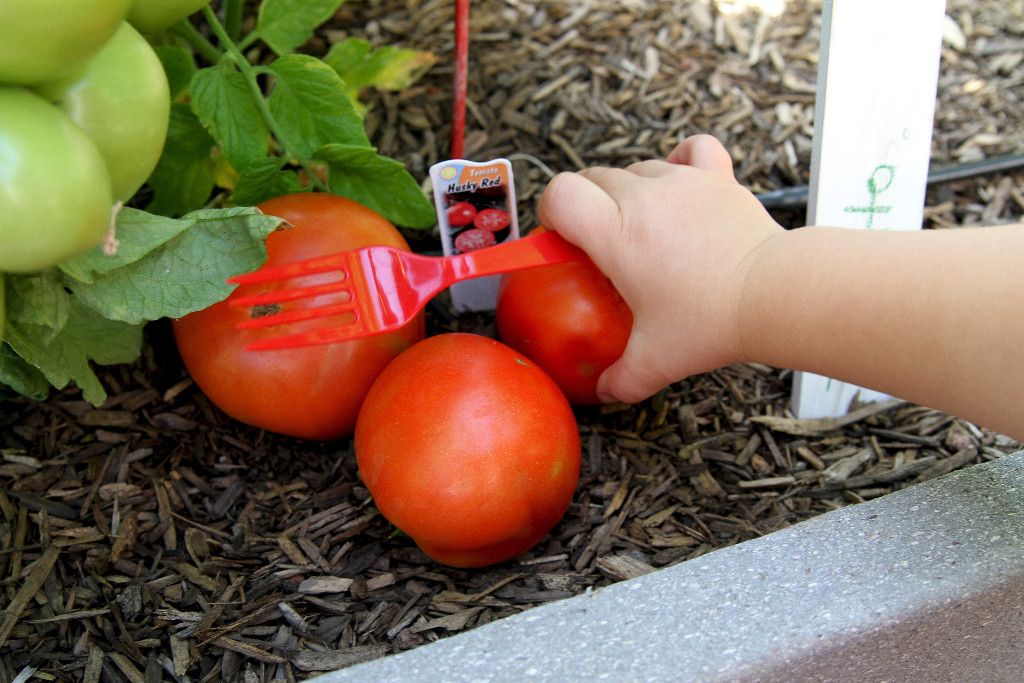 Tomatoes for Raised Beds & Containers