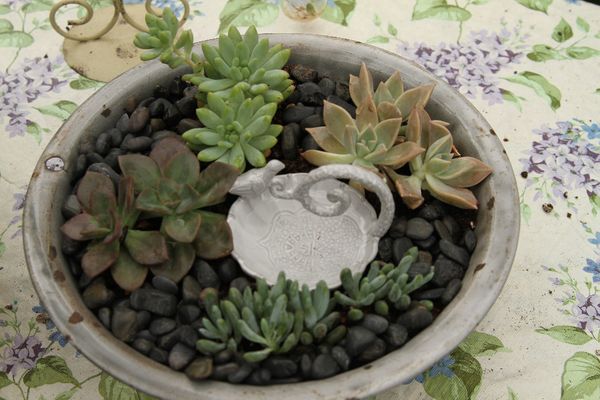 Succulent Garden...How to make a Dish Garden using Succulents.