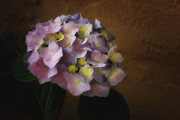 Hydrangeas!