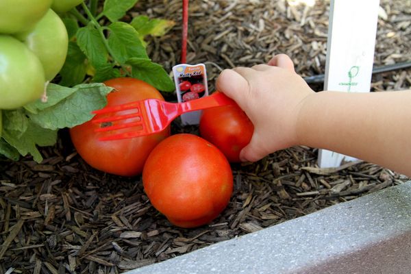 Tomatoes for Raised Beds & Containers