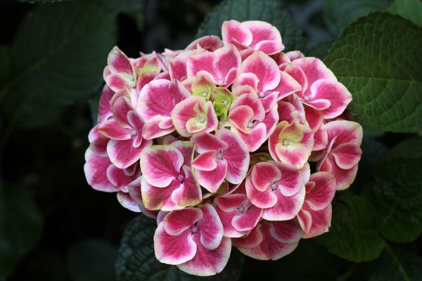 How to Prune a Leggy Hydrangea