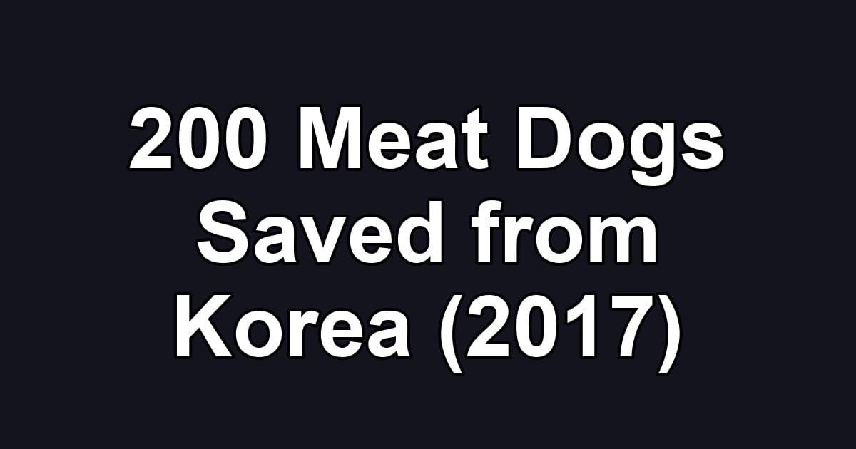200 Meat Dogs Saved from Korea (2017)