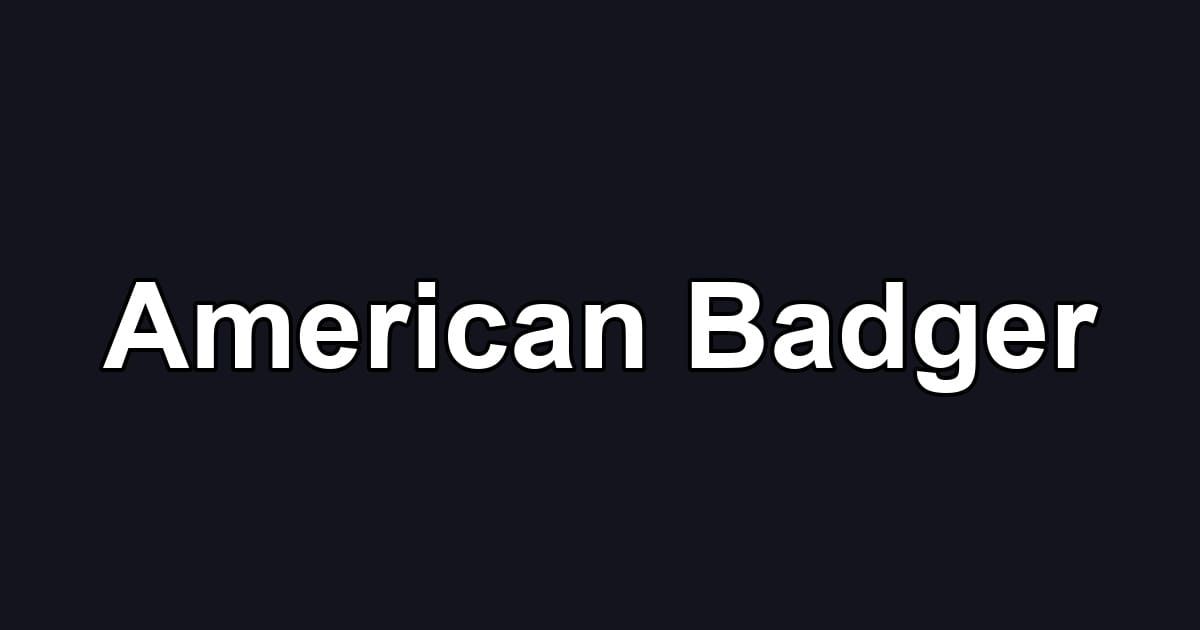 American Badger
