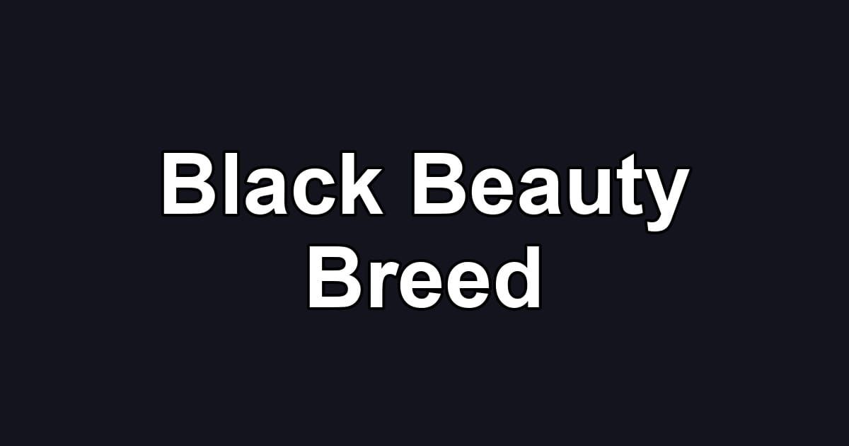 Black Beauty Breed