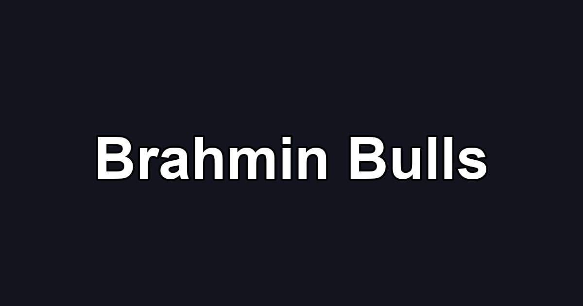 Brahmin Bulls