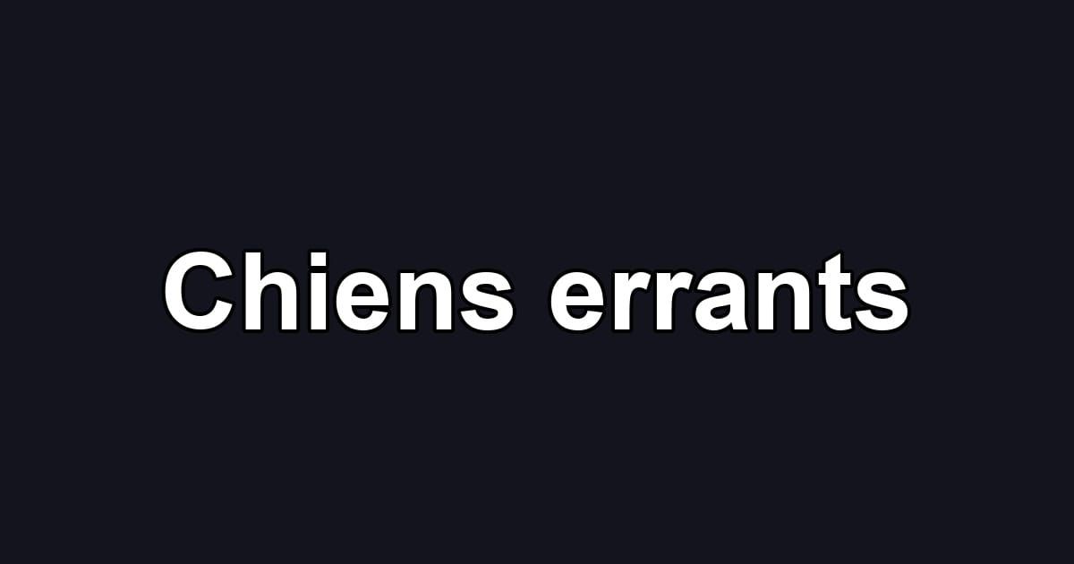 Chiens errants