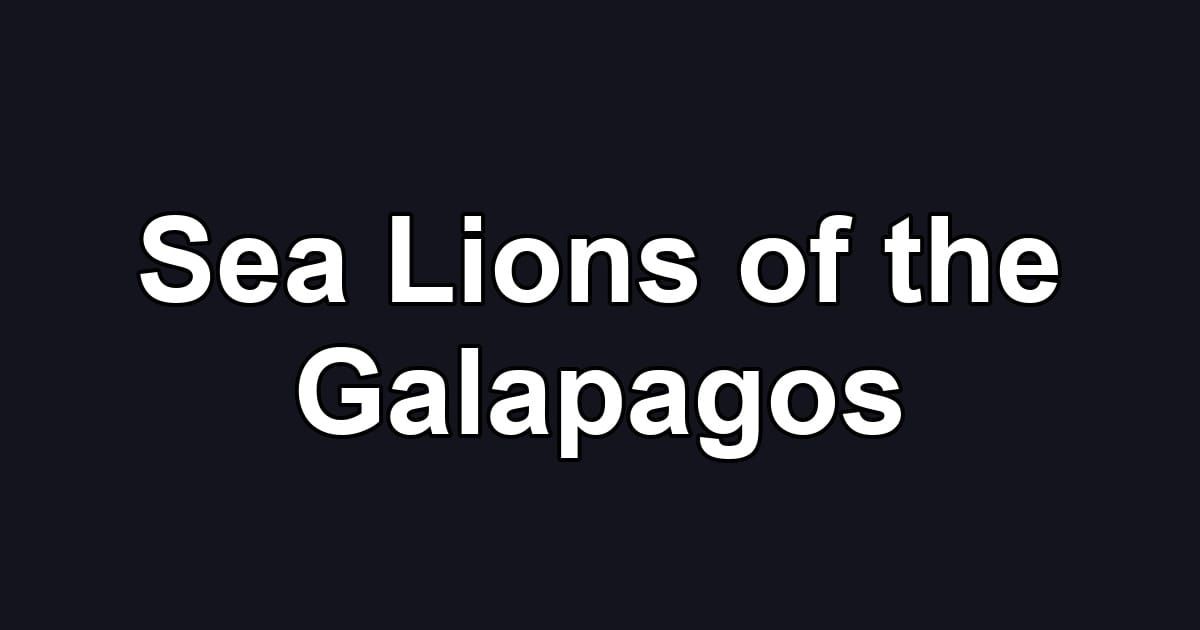Sea Lions of the Galapagos