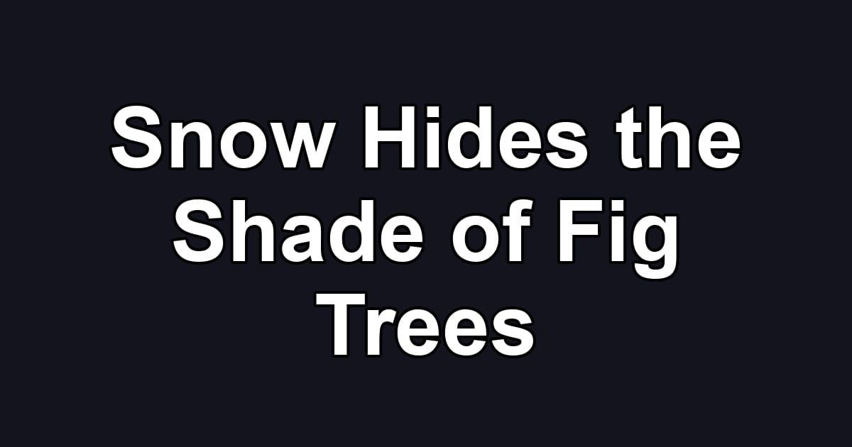 Snow Hides the Shade of Fig Trees