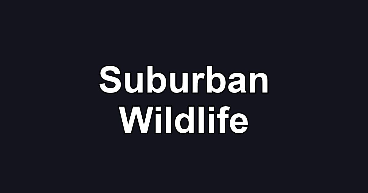 Suburban Wildlife