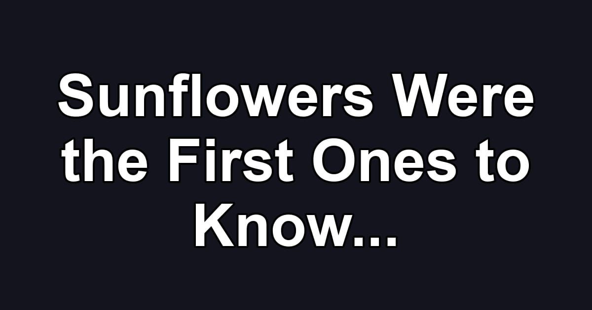 Sunflowers Were the First Ones to Know...