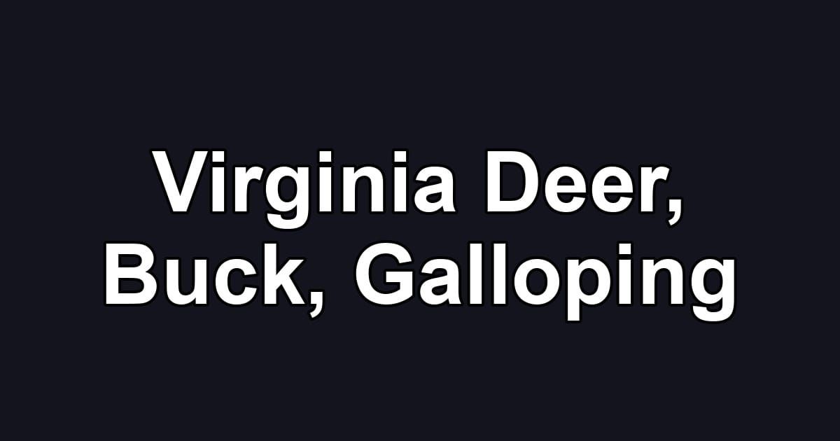 Virginia Deer, Buck, Galloping