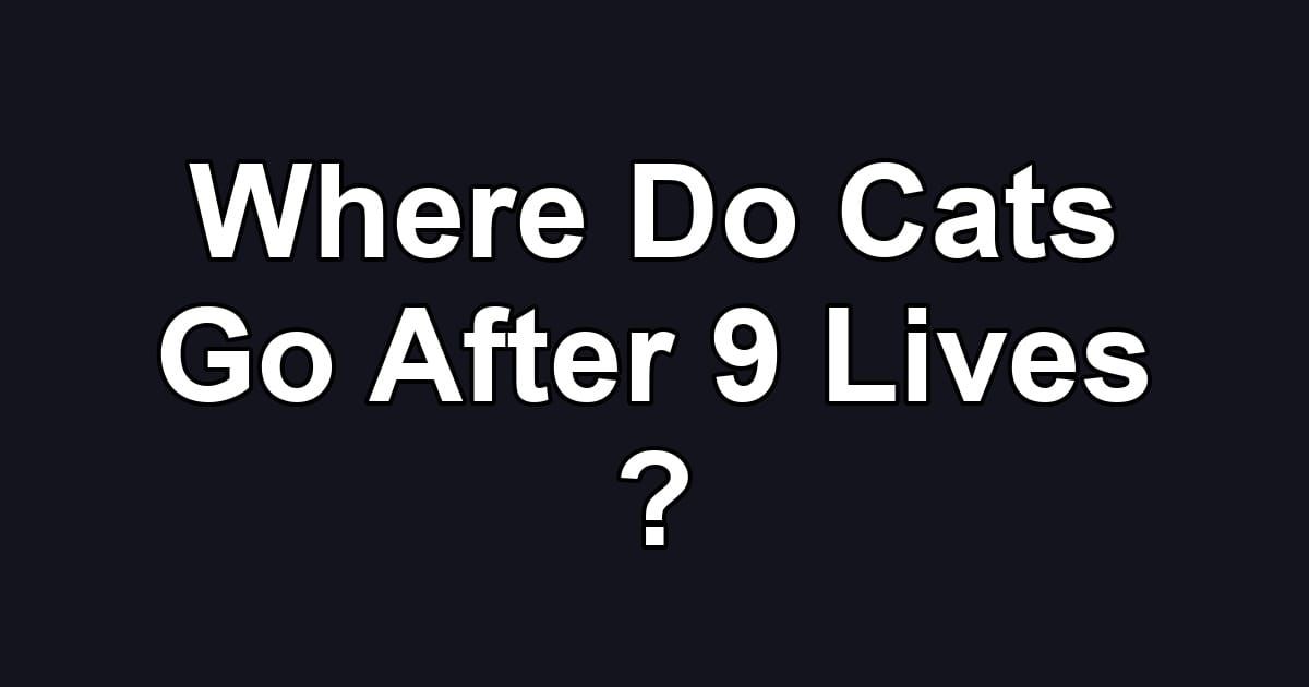 Where Do Cats Go After 9 Lives ?