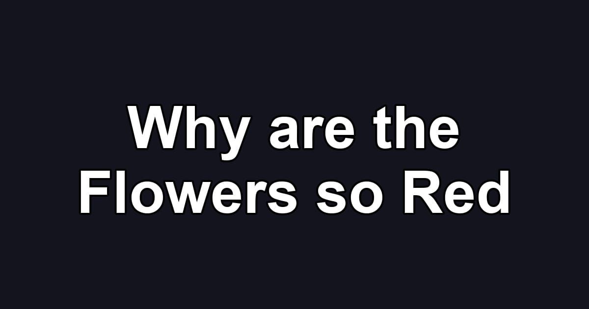 Why are the Flowers so Red