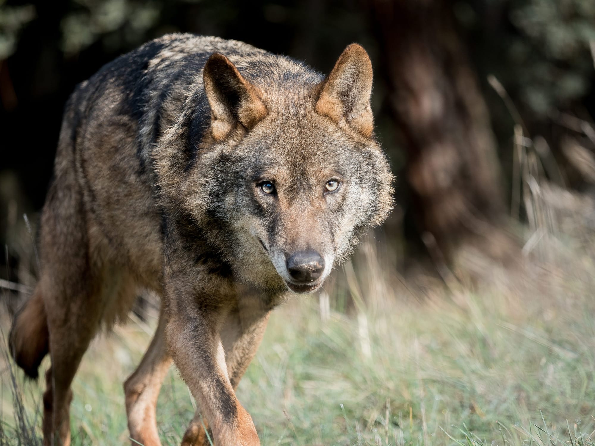 Strangle it, strangle it now