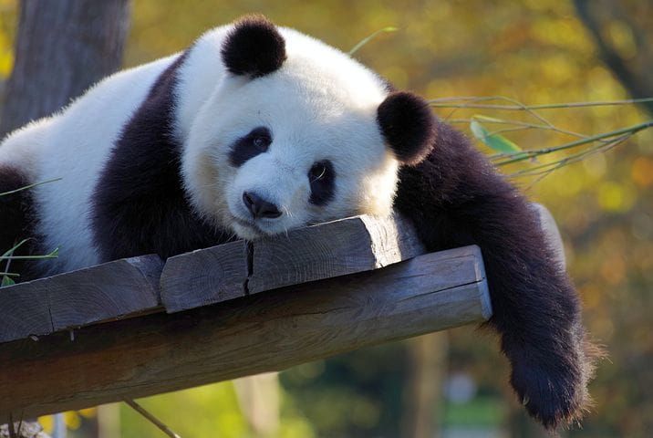 A panda is for a lifetime