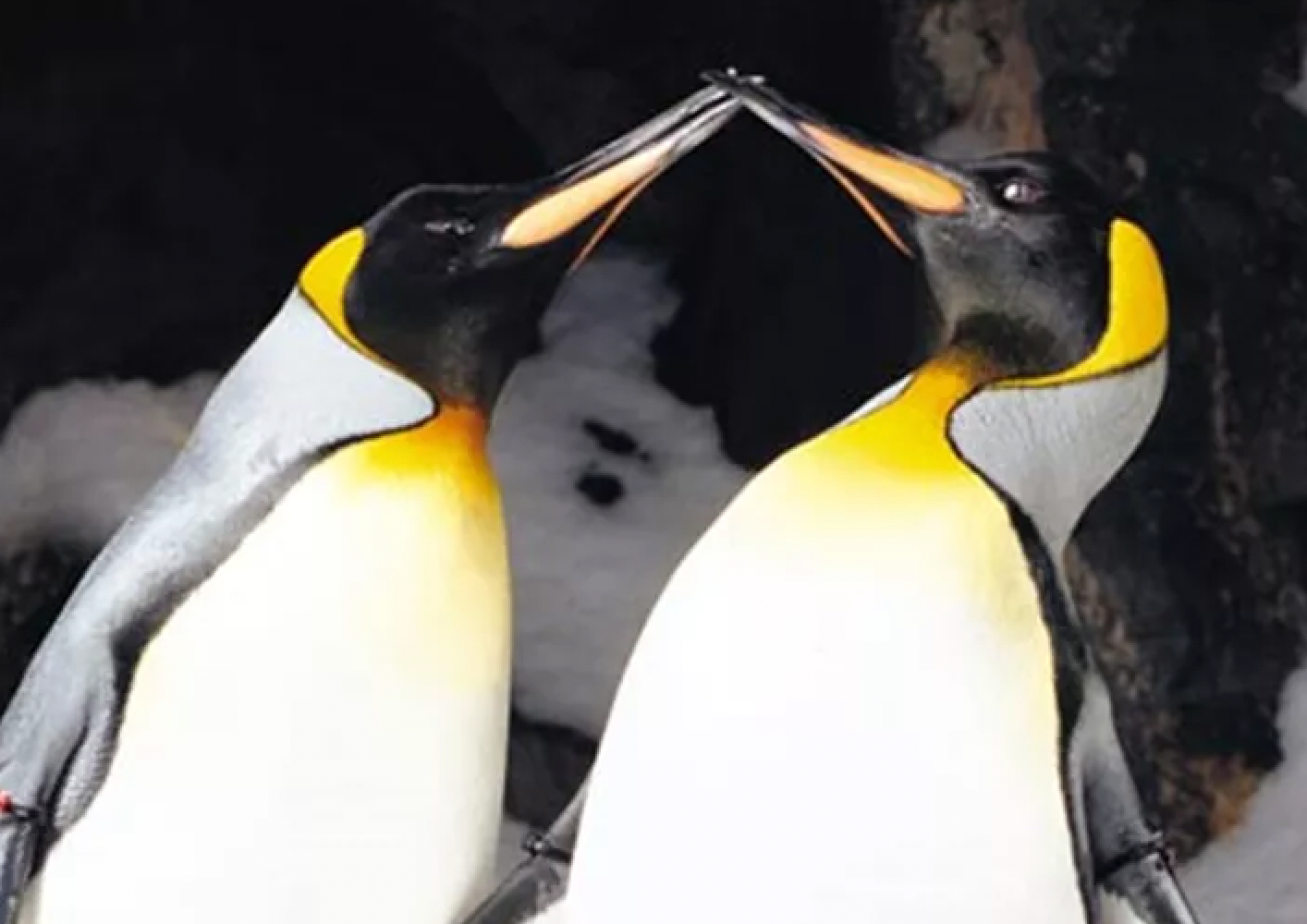 Penguins, a giant Orca, and a dully revolving drum