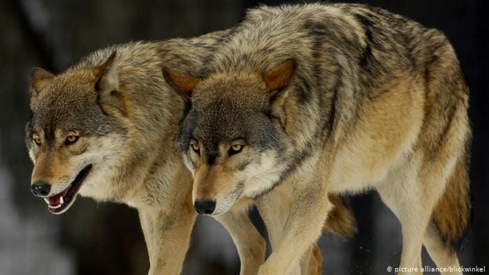 Running with the pack