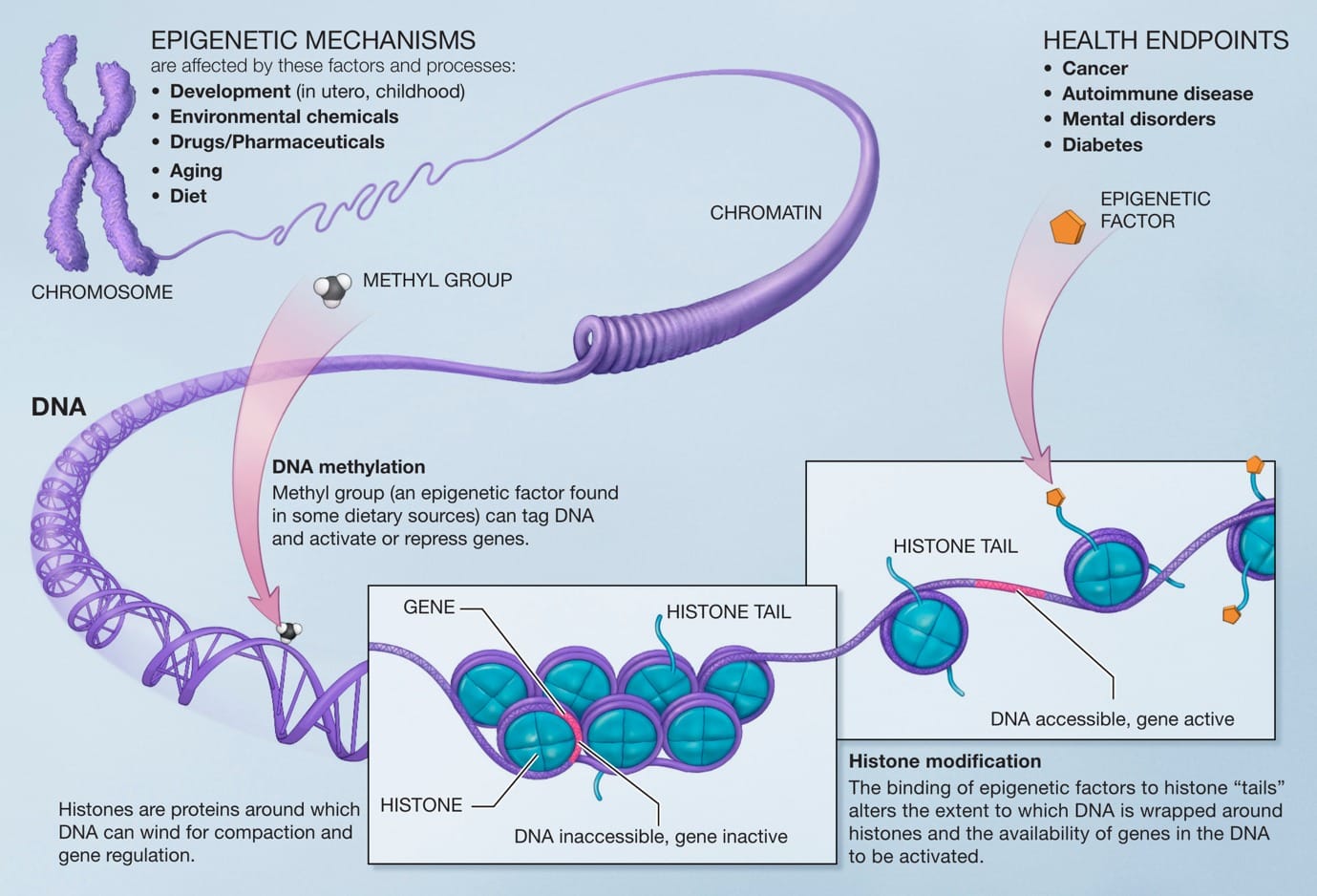 Epigenetics - Wikipedia